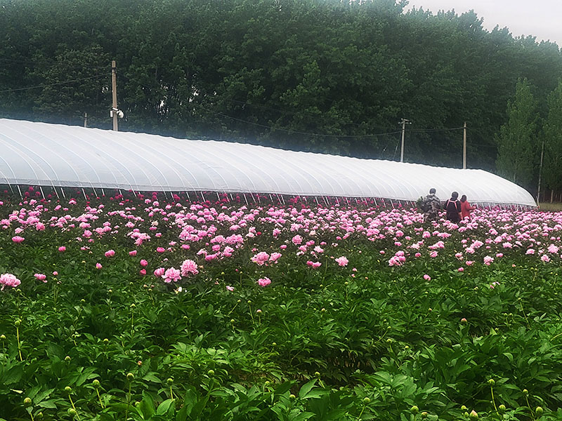 芍藥基地